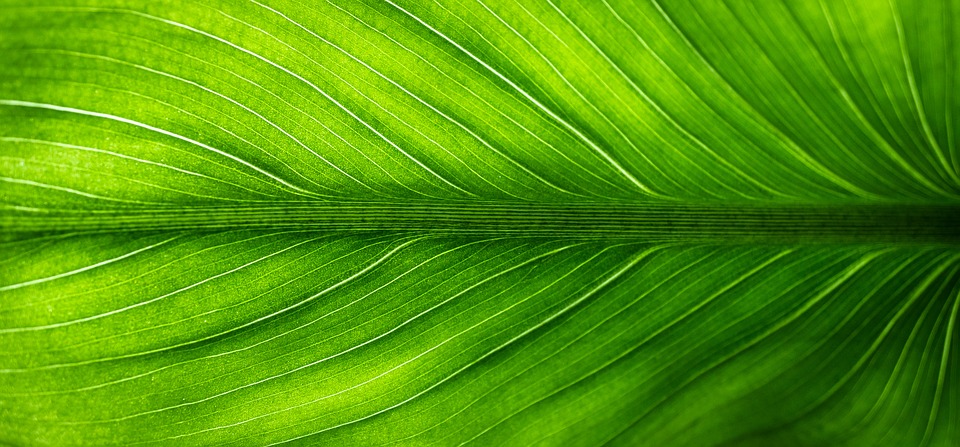 zelený list